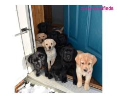 Adorable Labrador Retriever Puppies looking for a new home - Image 2/4