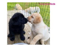 Adorable Labrador Retriever Puppies looking for a new home