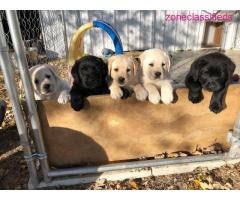 Adorable Labrador Retriever Puppies looking for a new home - Image 4/4