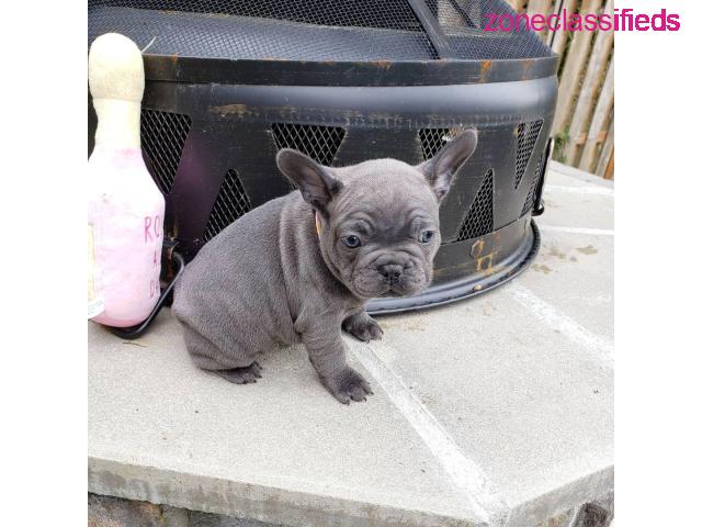 Pedigree French bulldog puppies for sale - 1/4