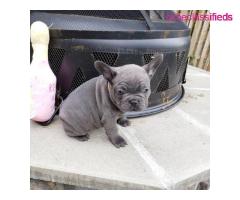 Pedigree French bulldog puppies for sale - Image 1/4