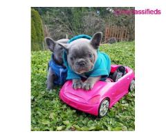 Pedigree French bulldog puppies for sale - Image 2/4