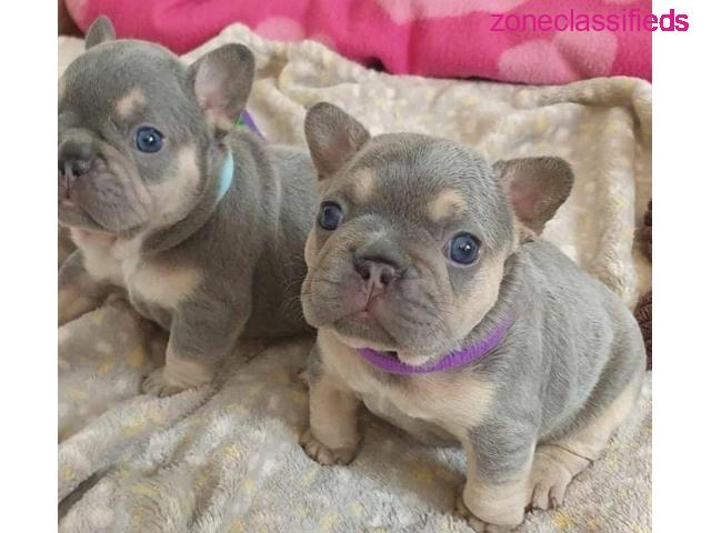 Pedigree French bulldog puppies for sale - 3/4