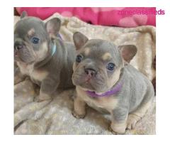 Pedigree French bulldog puppies for sale - Image 3/4