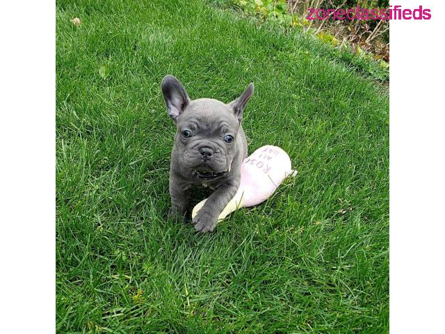 Pedigree French bulldog puppies for sale - 4/4