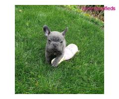 Pedigree French bulldog puppies for sale - Image 4/4