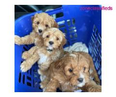 F1 Cavapoo puppies for rehoming - Image 1/3