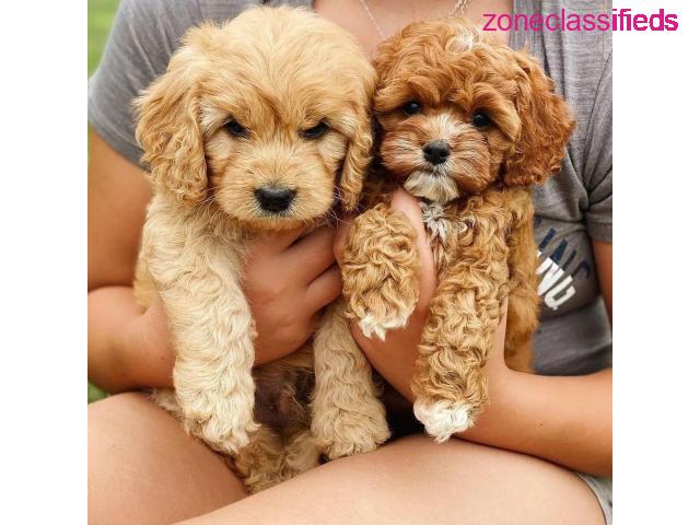 F1 Cavapoo puppies for rehoming - 2/3