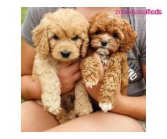 F1 Cavapoo puppies for rehoming - Image 2/3