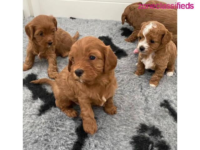 F1 Cavapoo puppies for rehoming - 3/3