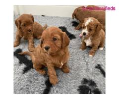 F1 Cavapoo puppies for rehoming