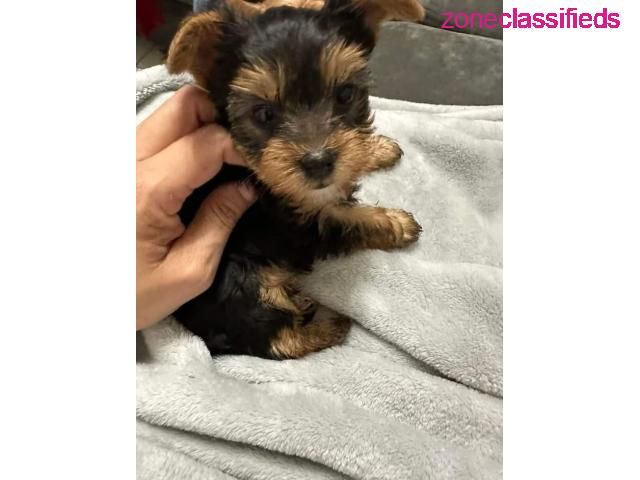 Healthy Teacup Yorkie Puppies Available - 1/2
