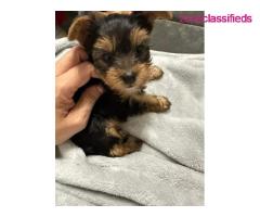 Healthy Teacup Yorkie Puppies Available
