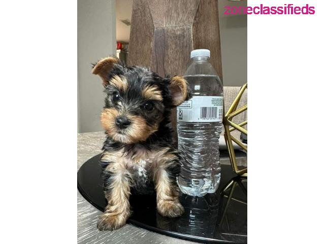 Healthy Teacup Yorkie Puppies Available - 2/2