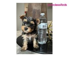 Healthy Teacup Yorkie Puppies Available - Image 2/2