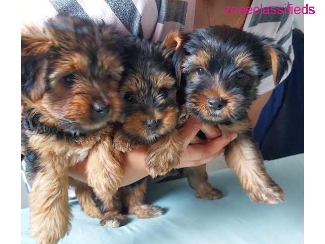 YORKIE PUPS AVAILABLE!!! - 1/4