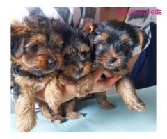 YORKIE PUPS AVAILABLE!!!