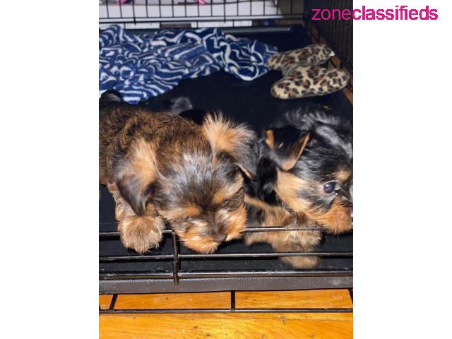 YORKIE PUPS AVAILABLE!!! - 2/4