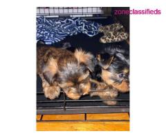 YORKIE PUPS AVAILABLE!!! - Image 2/4