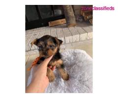 YORKIE PUPS AVAILABLE!!! - Image 3/4