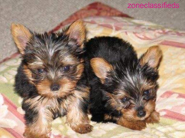 YORKIE PUPS AVAILABLE!!! - 4/4