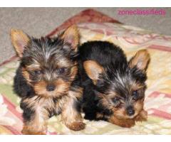 YORKIE PUPS AVAILABLE!!! - Image 4/4