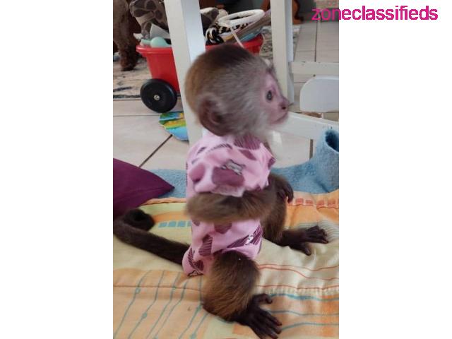 Diaper Trained Baby Capuchin Monkeys - 1/3