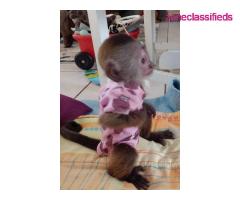 Diaper Trained Baby Capuchin Monkeys - Image 1/3