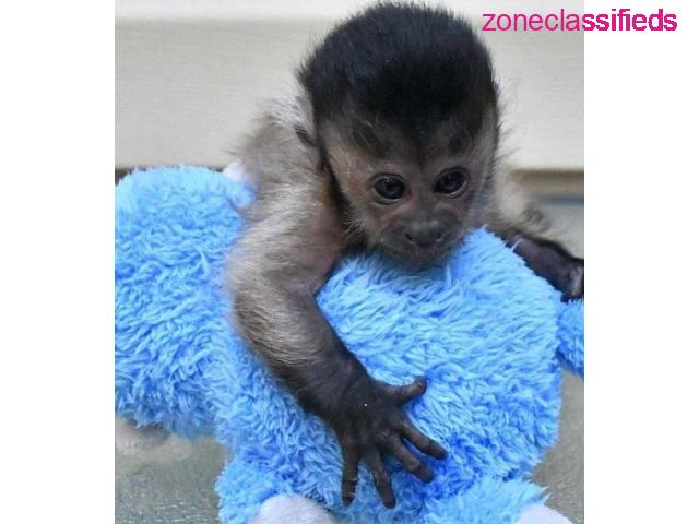 Diaper Trained Baby Capuchin Monkeys - 3/3
