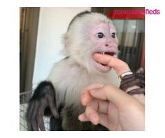Adorable USDA registered Capuchin Monkey Available!