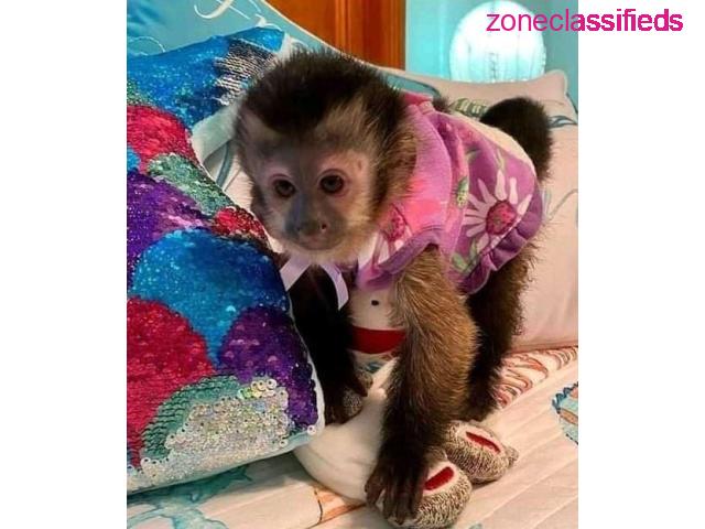 Home trained White face Baby Capuchin Monkeys for sale - 1/3