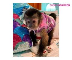 Home trained White face Baby Capuchin Monkeys for sale