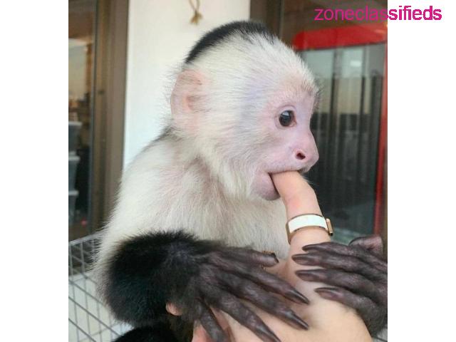 Home trained White face Baby Capuchin Monkeys for sale - 2/3
