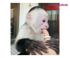 Home trained White face Baby Capuchin Monkeys for sale - Image 2/3