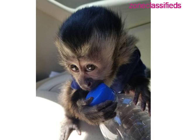Home trained White face Baby Capuchin Monkeys for sale - 3/3