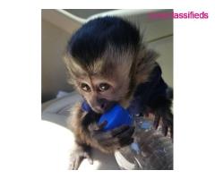 Home trained White face Baby Capuchin Monkeys for sale - Image 3/3