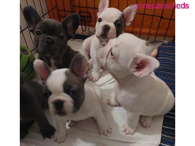 Fancy French Bulldog Puppies Available - 1/2