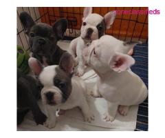 Fancy French Bulldog Puppies Available - Image 1/2