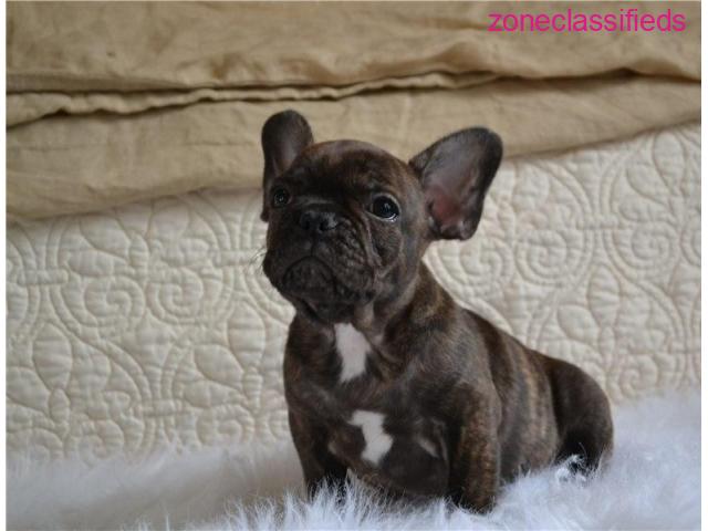 Fancy French Bulldog Puppies Available - 2/2