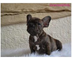 Fancy French Bulldog Puppies Available - Image 2/2