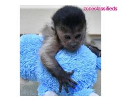 Tamed Pair Of Capuchin Monkeys For Adoption..*,