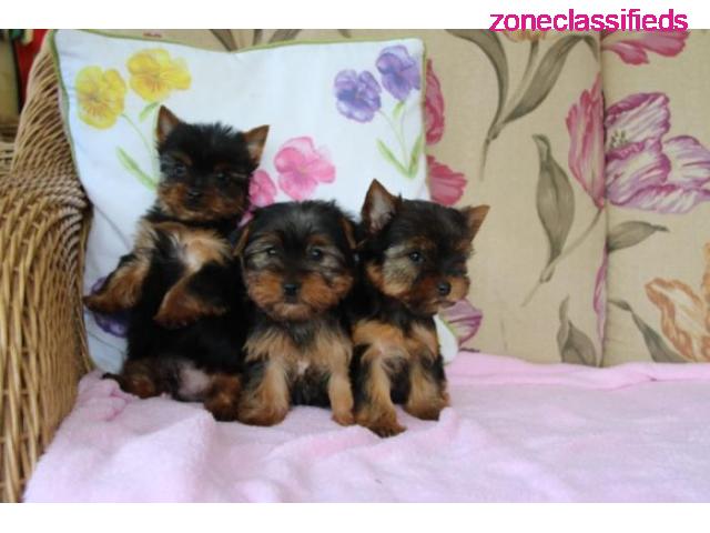 Super Adorable Yorkie Puppies Available Now Text /call (330) 910 0534 - 1/2