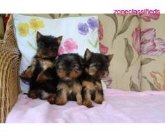 Super Adorable Yorkie Puppies Available Now Text /call (330) 910 0534