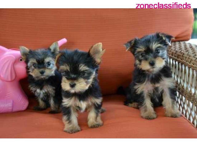 Super Adorable Yorkie Puppies Available Now Text /call (330) 910 0534 - 2/2