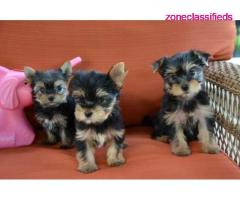 Super Adorable Yorkie Puppies Available Now Text /call (330) 910 0534 - Image 2/2