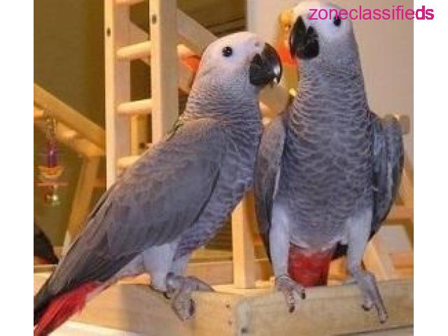 Sweet and lovely African grey parrots for sale - 1/3