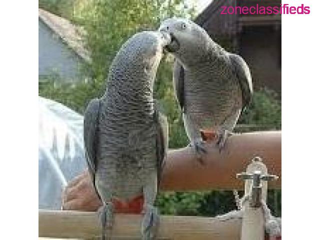 Sweet and lovely African grey parrots for sale - 2/3