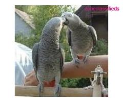 Sweet and lovely African grey parrots for sale - Image 2/3