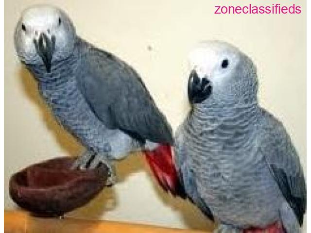 Sweet and lovely African grey parrots for sale - 3/3