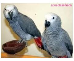 Sweet and lovely African grey parrots for sale - Image 3/3
